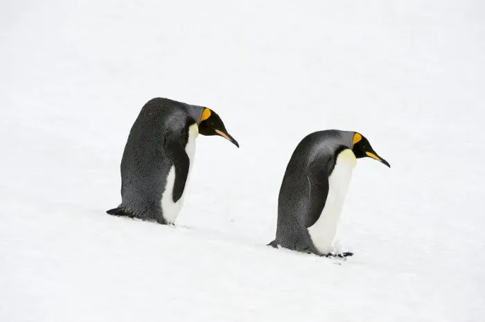 Framed Print : King Penguins (Aptenodytes patagonicus) Framed Print : King Penguins (Aptenodytes patagonicus)