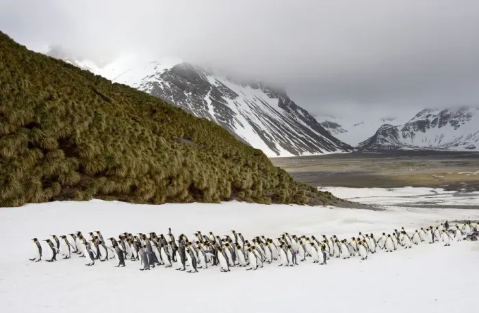 Framed Print : King Penguins (Aptenodytes patagonicus) Framed Print : King Penguins (Aptenodytes patagonicus)