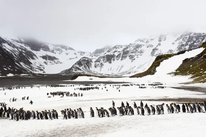 Framed Print : King Penguins (Aptenodytes patagonicus) Framed Print : King Penguins (Aptenodytes patagonicus)