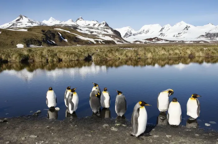 Framed Print : King Penguins (Aptenodytes patagonicus)