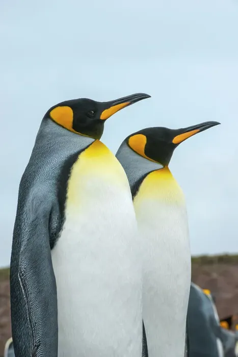 Framed Print : King penguins (Aptenodytes patagonicus) Framed Print : King penguins (Aptenodytes patagonicus)