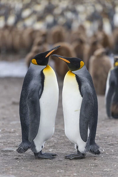 King Penguins -Aptenodytes patagonicus- adult birds, pair in King Penguin colony, St. Andrews Bay, South Georgia and the South Sandwich Islands, United Kingdom