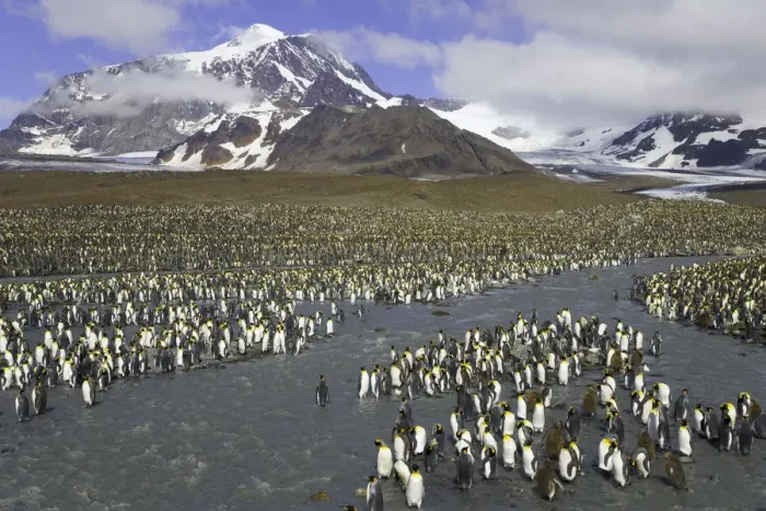 Framed Print : King penguins (Aptenodytes patagonicus) crossing river in rookery Framed Print : King penguins (Aptenodytes patagonicus) crossing river in rookery