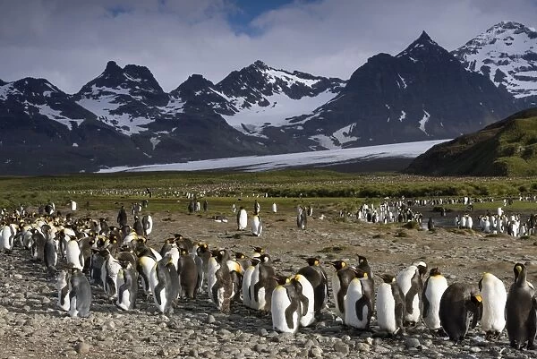 King Penguins -Aptenodytes patagonicus- in front of glaciers and a mountain scenery, bei Salisbury Plain, South Georgia and the South Sandwich Islands, United Kingdom