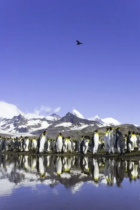 Framed Print : King penguins (Aptenodytes patagonicus) beside pond in rookery Framed Print : King penguins (Aptenodytes patagonicus) beside pond in rookery