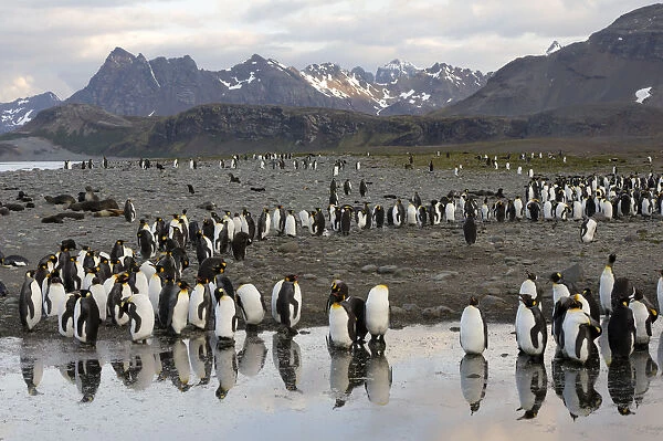 King Penguins -Aptenodytes patagonicus- reflected in water, Salisbury Plain, South Georgia and the South Sandwich Islands, United Kingdom