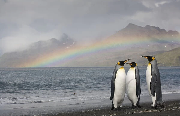 Three king penguins (Aptenodytes patagonicus) on shoreline