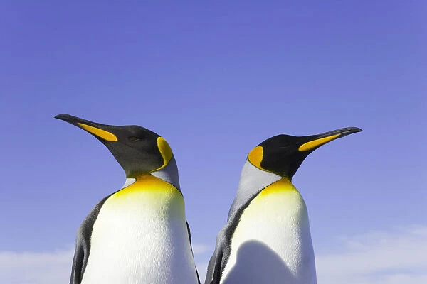 Two king penguins (Aptenodytes patagonicus) side by side
