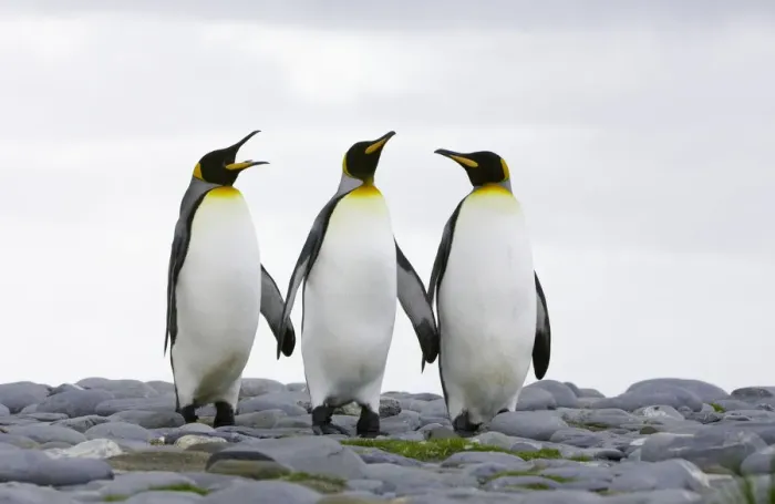 Framed Print : Three king penguins (Aptenodytes patagonicus) standing on rocky beach
