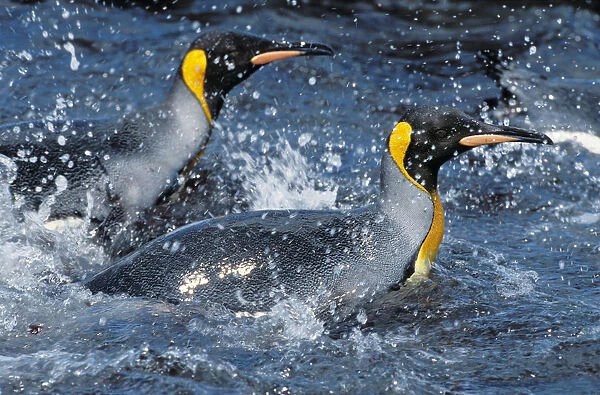 King Penguins -Aptenodytes patagonicus- swimming, South Georgia, South Atlantic, Antarctica