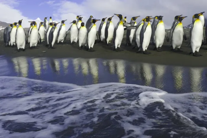 Framed Print : King penguins (Aptenodytes patagonicus) walking along shoreline Framed Print : King penguins (Aptenodytes patagonicus) walking along shoreline