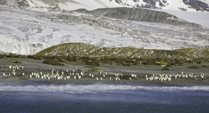 Framed Print : King penguins and Southern elephant seals on beach Framed Print : King penguins and Southern elephant seals on beach