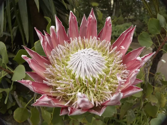 Framed Print : King Protea -Protea cynaroides-, La Gomera, Canary Islands, Spain, Europe, La Gomera, Agulo, Canary Islands, Spain Framed Print : King Protea -Protea cynaroides-, La Gomera, Canary Islands, Spain, Europe, La Gomera, Agulo, Canary Islands, Spain