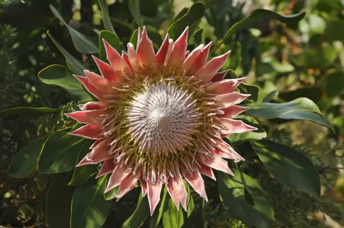 Framed Print : King Protea (Protea cynaroides), national flower of South Africa, Cape Floristic Region, South Africa, Africa Framed Print : King Protea (Protea cynaroides), national flower of South Africa, Cape Floristic Region, South Africa, Africa