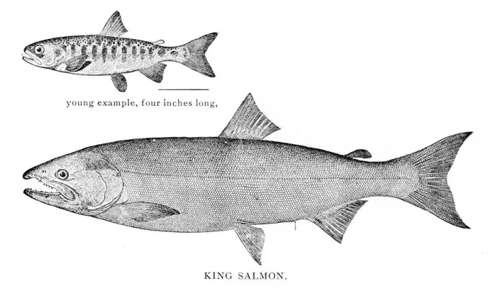 Framed Print : King salmon engraving 1898