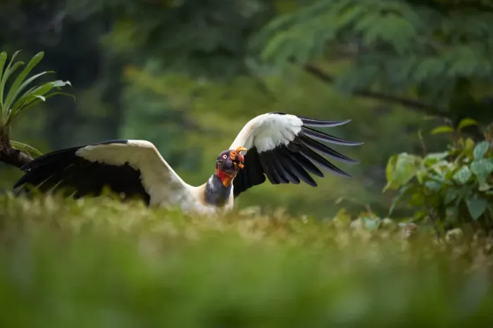 Framed Print : King Vulture