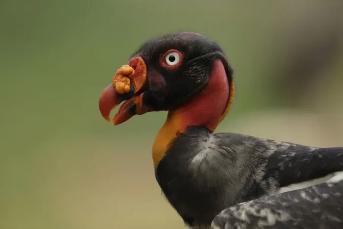 Framed Print : King Vulture