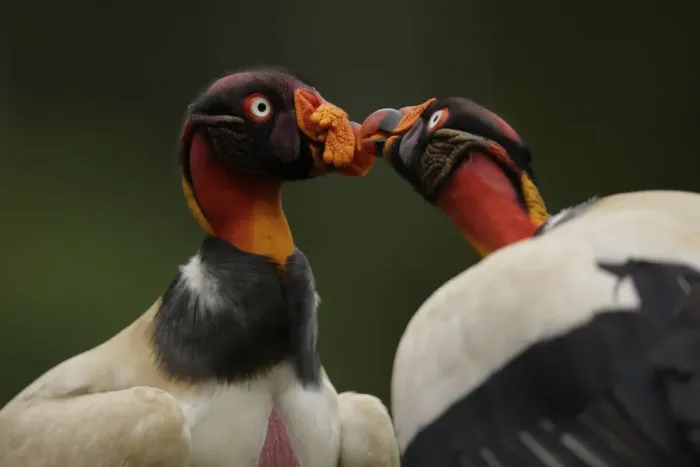 Framed Print : King Vulture Framed Print : King Vulture