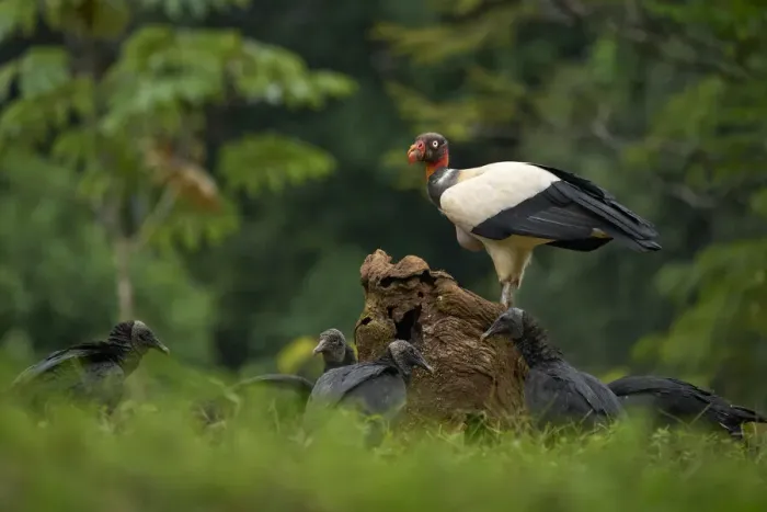 Framed Print : King Vulture Framed Print : King Vulture
