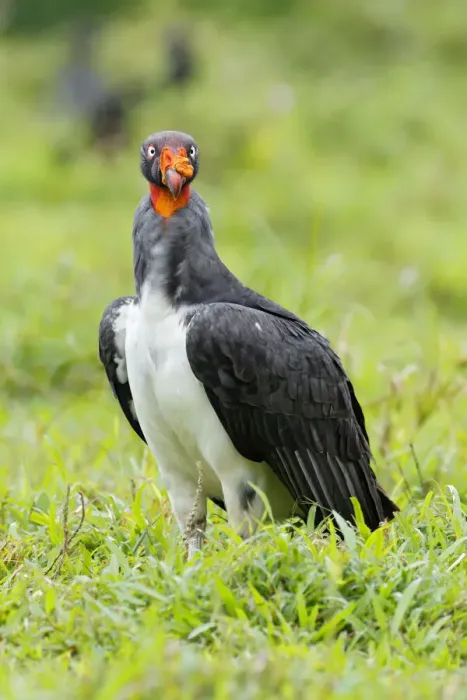 Framed Print : King Vulture Framed Print : King Vulture