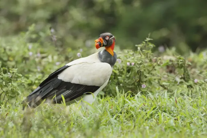 Framed Print : King Vulture Framed Print : King Vulture