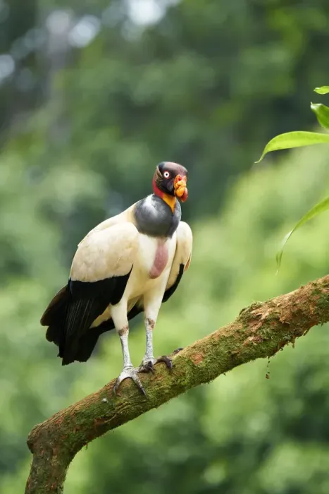 Framed Print : King Vulture
