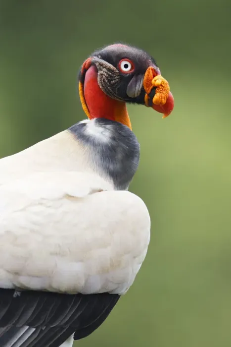 Framed Print : King Vulture Framed Print : King Vulture
