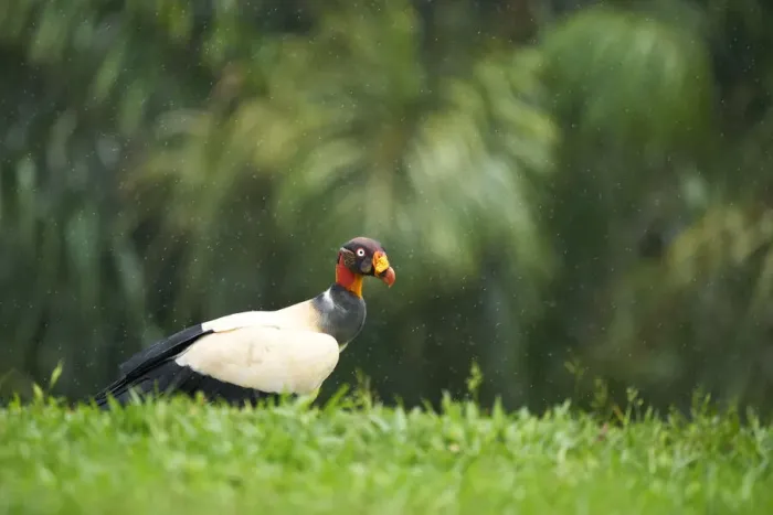 Framed Print : King Vulture Framed Print : King Vulture