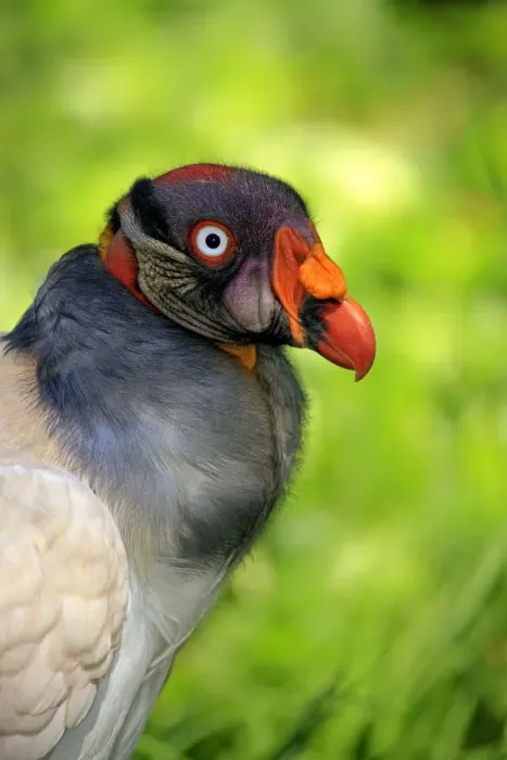 Framed Print : King Vulture -Sarcoramphus papa-, adult, native to South America, captive Framed Print : King Vulture -Sarcoramphus papa-, adult, native to South America, captive