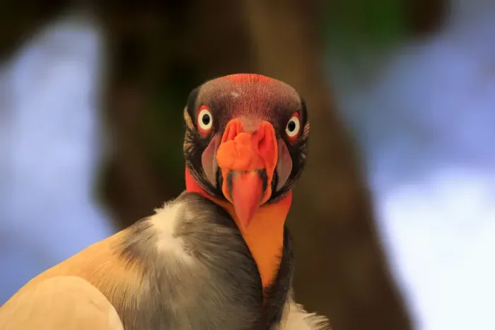 Framed Print : King Vulture -Sarcoramphus papa-, adult, native to South America, captive Framed Print : King Vulture -Sarcoramphus papa-, adult, native to South America, captive