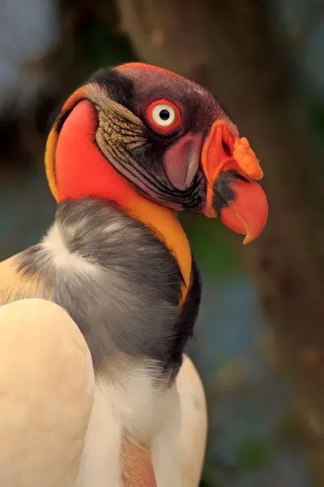 Framed Print : King Vulture -Sarcoramphus papa-, adult, native to South America, captive Framed Print : King Vulture -Sarcoramphus papa-, adult, native to South America, captive