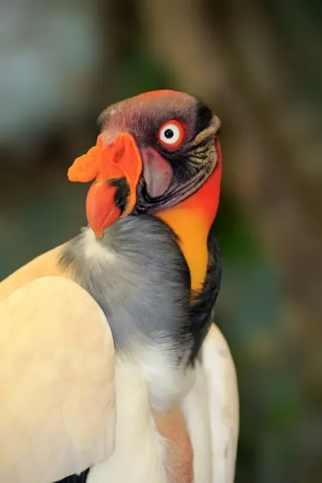 Framed Print : King Vulture -Sarcoramphus papa-, adult, native to South America, captive Framed Print : King Vulture -Sarcoramphus papa-, adult, native to South America, captive
