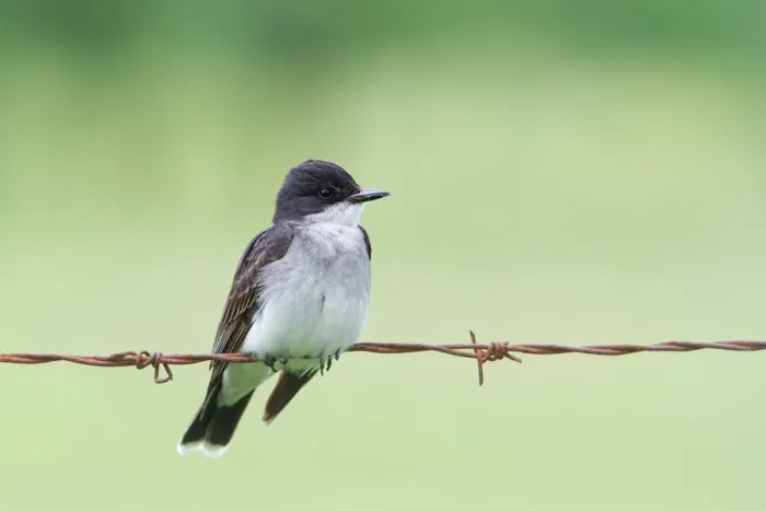 Framed Print : Kingbird on wire Framed Print : Kingbird on wire