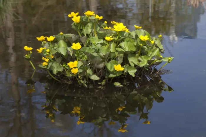 Framed Print : Kingcup or Marsh Marigold -Caltha palustris- Framed Print : Kingcup or Marsh Marigold -Caltha palustris-