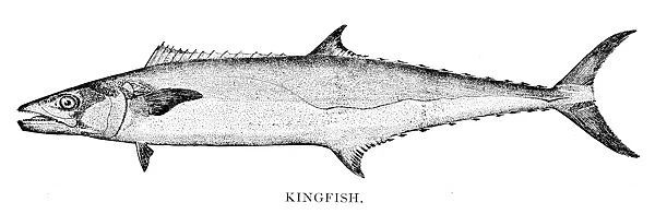 Kingfish engraving 1898