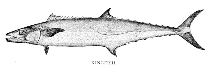 Framed Print : Kingfish engraving 1898 Framed Print : Kingfish engraving 1898