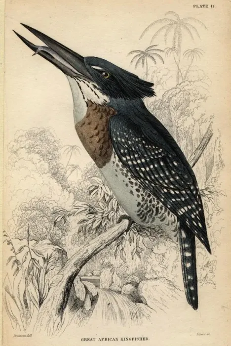 Framed Print : Kingfisher
