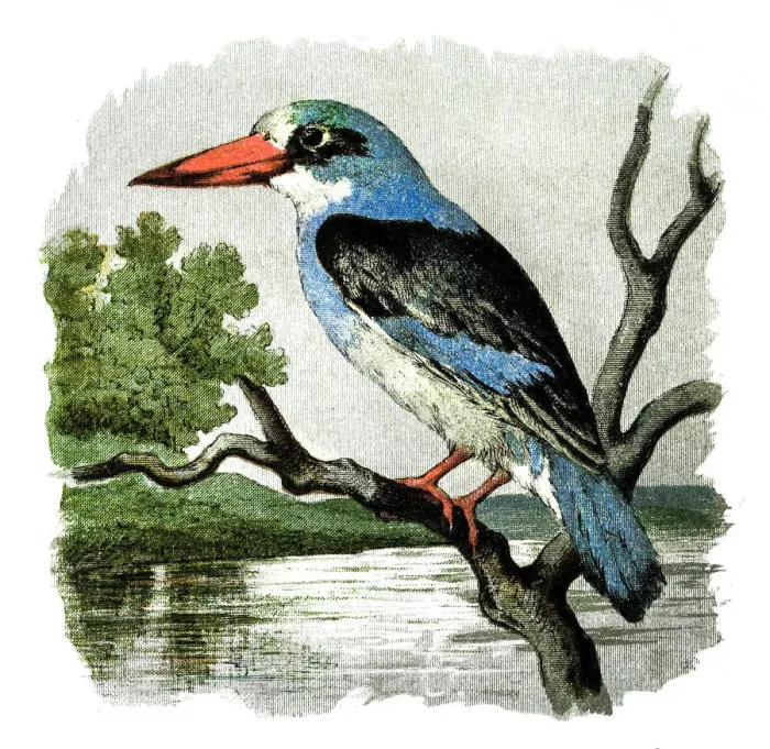 Framed Print : Kingfisher Framed Print : Kingfisher