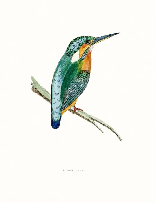 Framed Print : Kingfisher