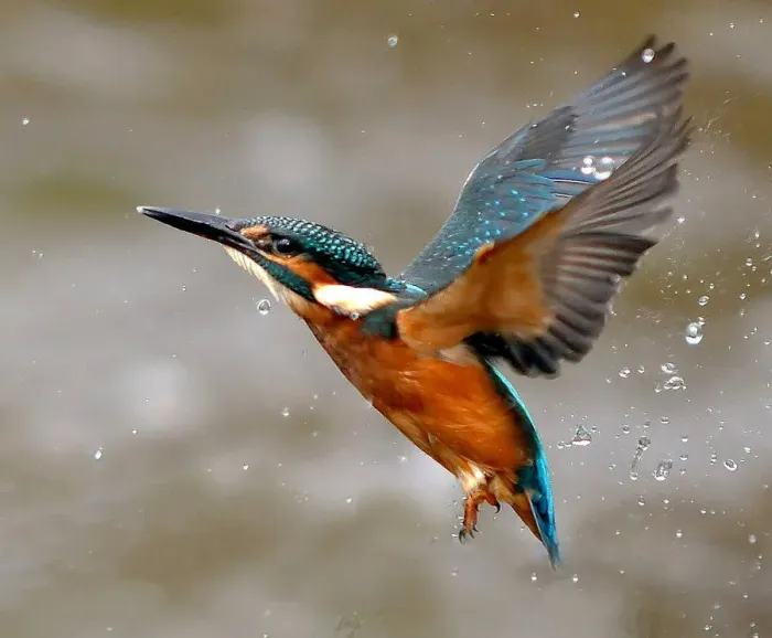 Framed Print : Kingfisher Framed Print : Kingfisher