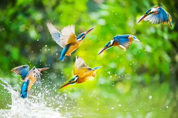 Framed Print : kingfisher Framed Print : kingfisher
