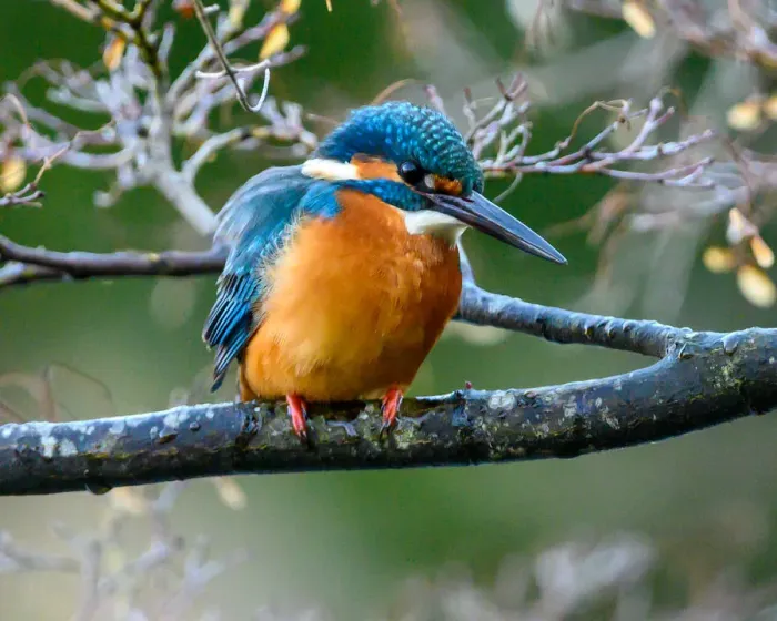 Framed Print : Kingfisher