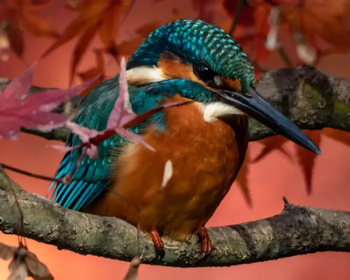 Framed Print : Kingfisher Framed Print : Kingfisher