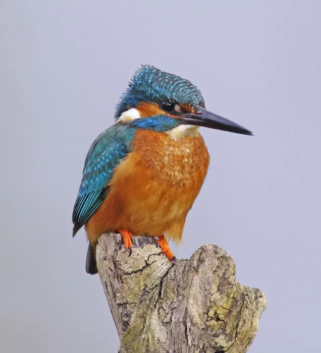 Framed Print : Kingfisher [Alcedo atthis]