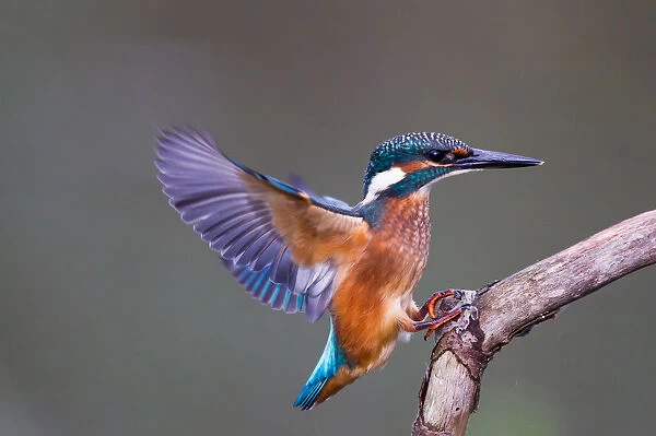 Kingfisher -Alcedo atthis- approaching perch, North Hesse, Hesse, Germany