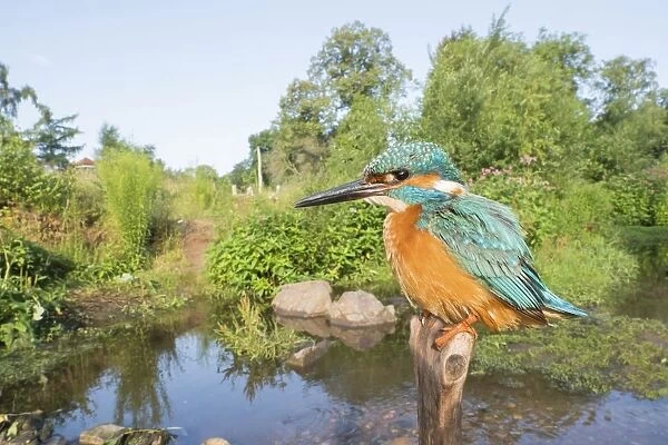 Kingfisher (Alcedo atthis) on branch in his habitat, wide angle shot, Hesse, Germany