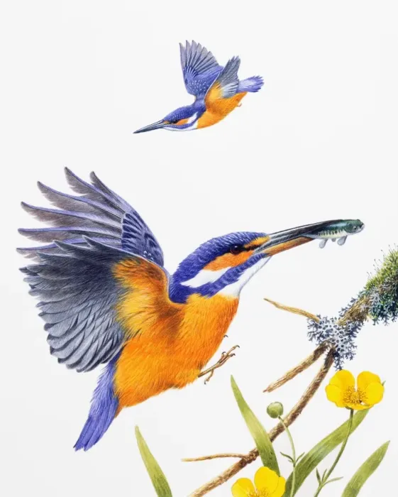 Framed Print : Kingfisher (Alcedo atthis), male, preparing to land with fish in bill, and in flight Framed Print : Kingfisher (Alcedo atthis), male, preparing to land with fish in bill, and in flight