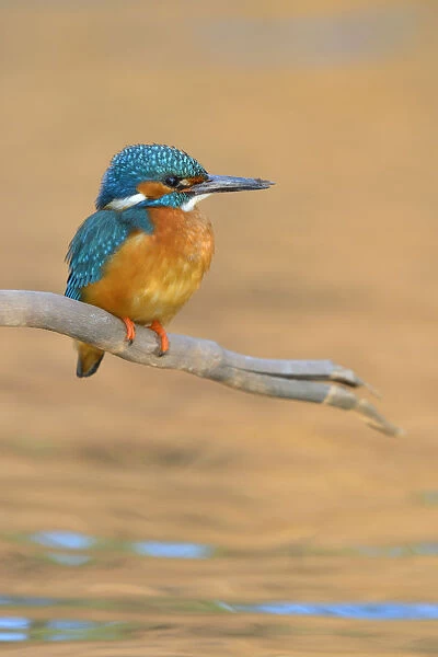 Kingfisher -Alcedo atthis- male perched, Swabian Alb biosphere reserve, Baden-Wurttemberg, Germany