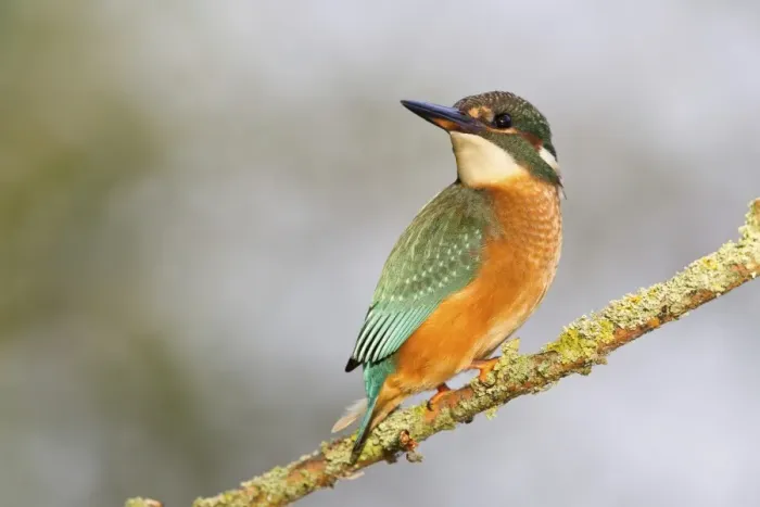 Framed Print : Kingfisher -Alcedo atthis- perched on a branch, North Hesse, Hesse, Germany Framed Print : Kingfisher -Alcedo atthis- perched on a branch, North Hesse, Hesse, Germany