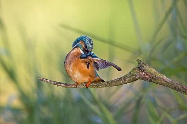 Kingfisher -Alcedo atthis-, preening male, middle Elbe, Saxony-Anhalt, Germany